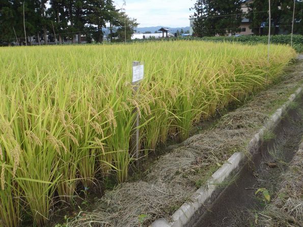 �������̕č��